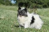 SPITZ ALLEMAND 422